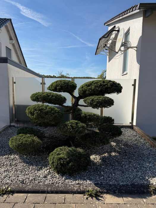 Gartenbonsai nach dem Formschnitt
